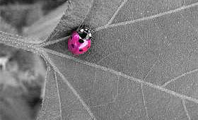 life is colored